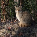 wildkatze_1_2785.jpg