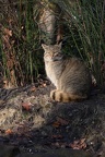 Wildkatze (2949 visits) Das Foto entstand an einem trüben Tag,an dem Nachmittags doch noch für eine Stunde die Sonne schie... Wildkatze