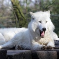 wolf_8745.JPG