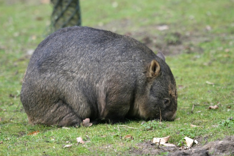 Nacktnasenwombat