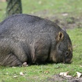 wombat_01.jpg
