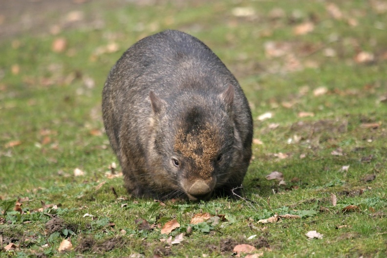 wombat_02.jpg
