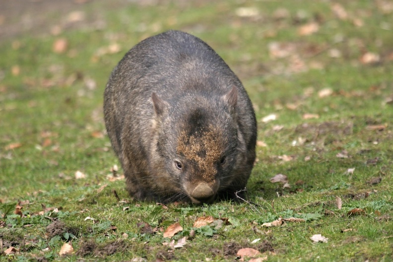 Nacktnasenwombat