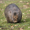 Nacktnasenwombat