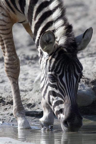 Trinkendes Zebra
