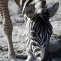 zebra_0976.JPG