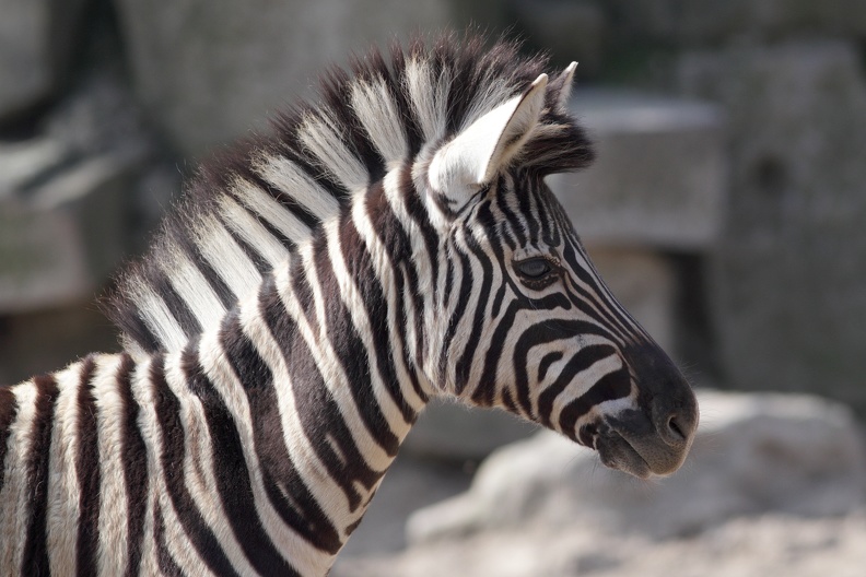 Zebrafohlen