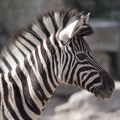 Zebrafohlen