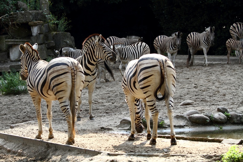 zebraherde_2320.JPG