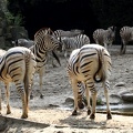 Zebraherde