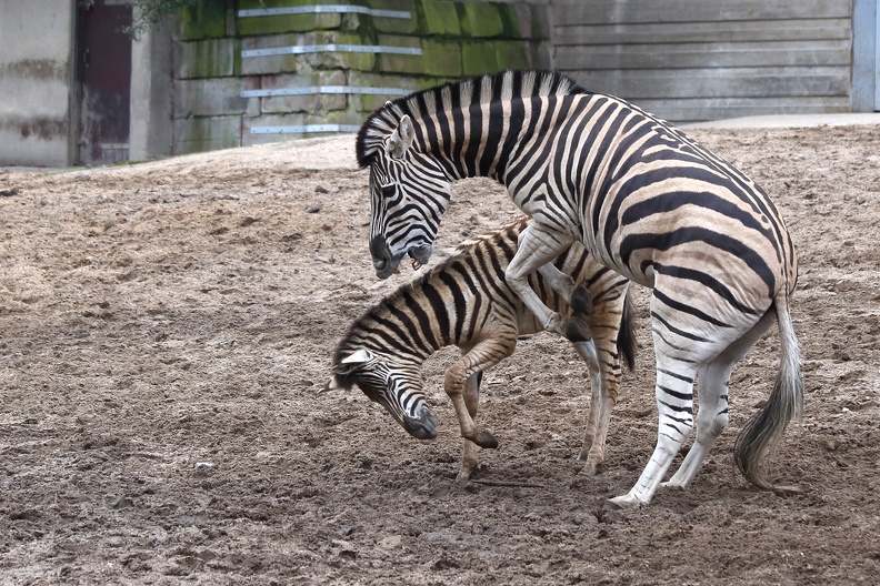 zebras_2917.jpg