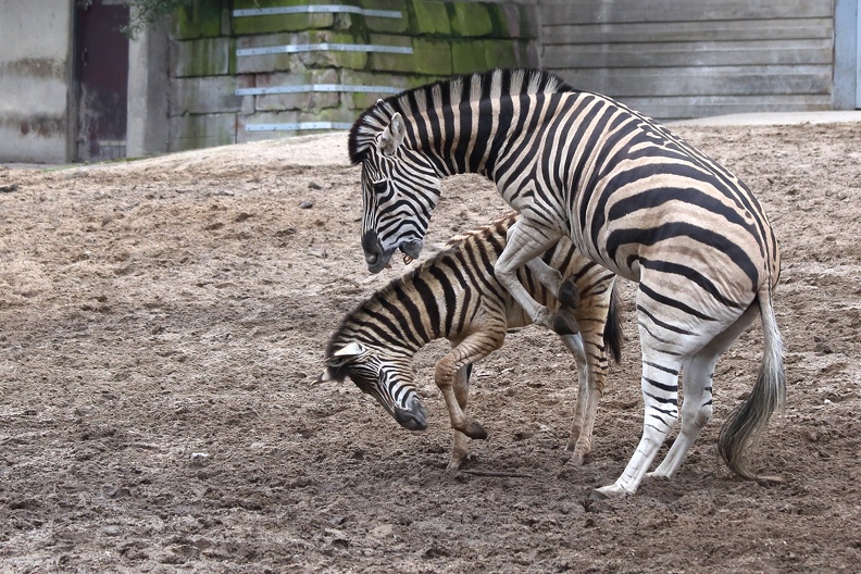Ob es sich hier um Spiel oder Kampf handelt ist ungewiss.Wahrscheinlich versucht die Zebrastute aber auch das im Vorjahr geborene Jungtier zu vertreiben zebras_2917.jpg