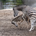 zebras_2917.jpg