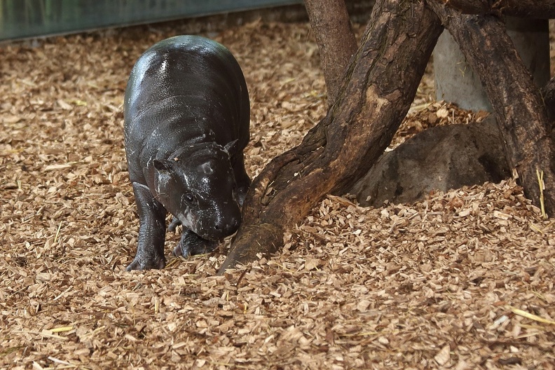 Das Zwergflusspferdjunge ist im Moment der Star im Duisburger Zoo zwergflusspferd_2951.jpg