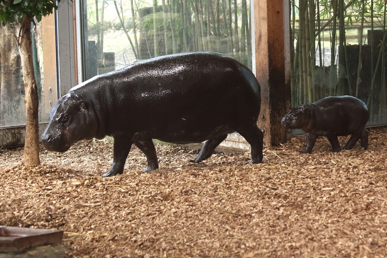 Das Zwergflusspferdjunge ist im Dezember 2014 geboren,über die Fortpflanzungsgewohnheiten in freier Wildbahn ist bis jetzt nichts bekannt.In Zoos gelingt die Nachzucht sehr gut.Zwergflusspferde sind durch Abholzung der Wälder in Westafrika selten geworden,der Bestand wird auf nur noch 2.000-3.000 Tiere geschätzt. zwergflusspferde_2942.jpg