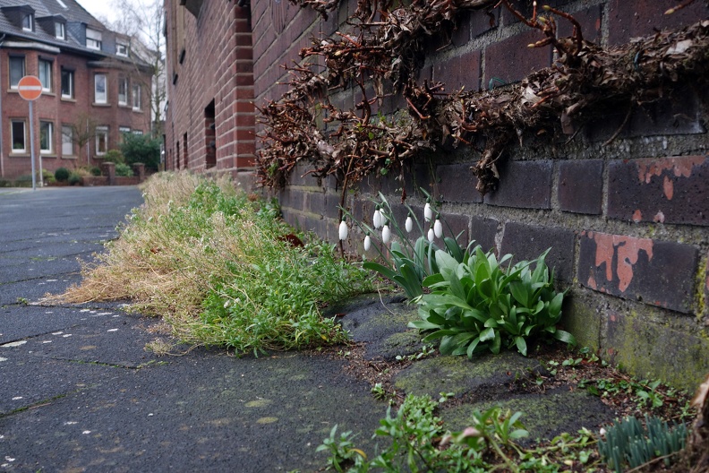 Erste Schneeglöckchen 2014