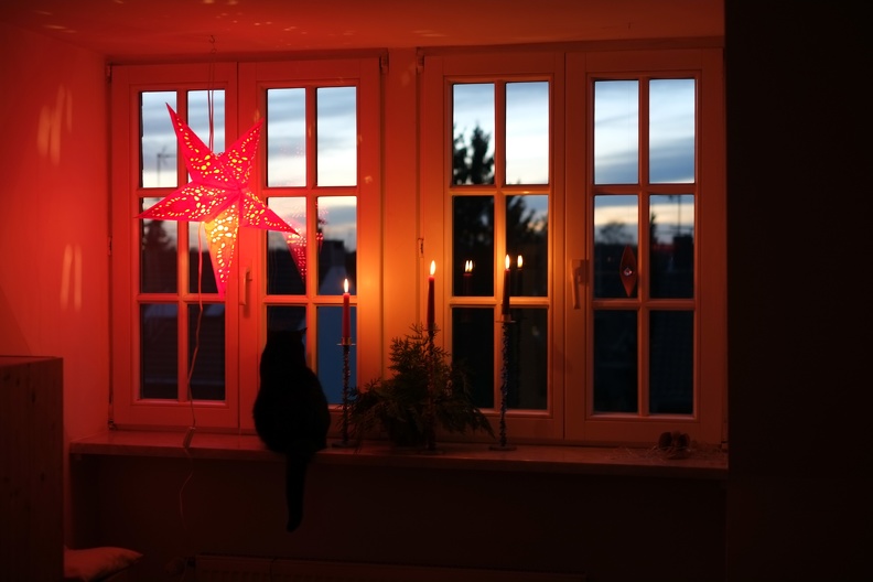 Bella unterm Weihnachtsstern