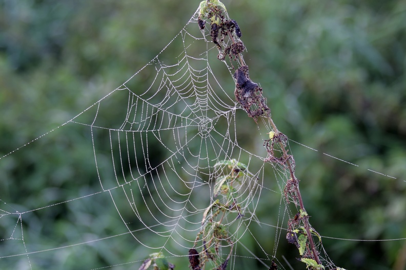 Spinnennetz