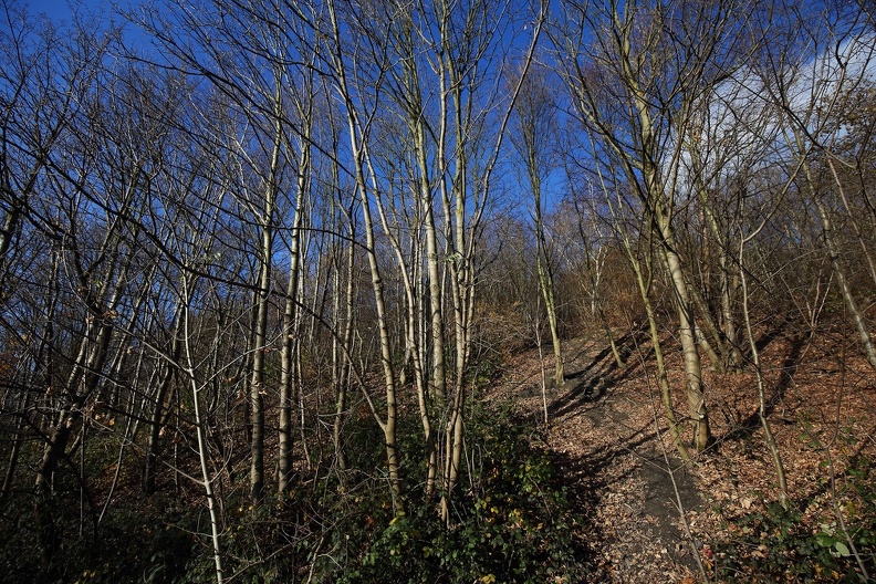 Von 1961 bis 1992 wurde die Bergehalde Rheinpreußen auf eine Höhe von 103 Metern über Normalnull aufgeschüttet,seitdem hat sich ein schöner Wald angesiedelt bergwald_rheinpreussen_7182.jpg