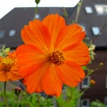 Blume auf dem Hinterhof
