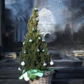 Weihnachtsbaum auf dem Grab