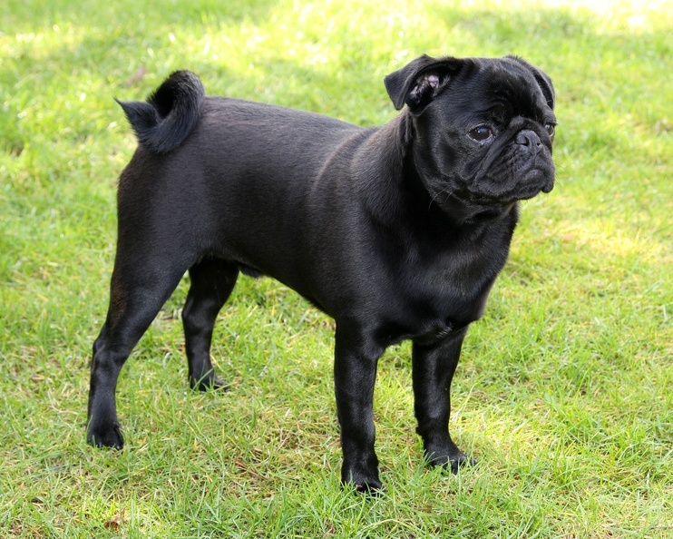 Der Mops stammt vermutlich aus dem Kaiserreich China, wo er vor mehr als 2.000 Jahren aus doggenähnlichen Hunden herausgezüchtet wurde. Schwarze Tiere wie der hier abgebildete Drops aus Moers sind weniger häufig anzutreffen. mops_drops_9198.jpg