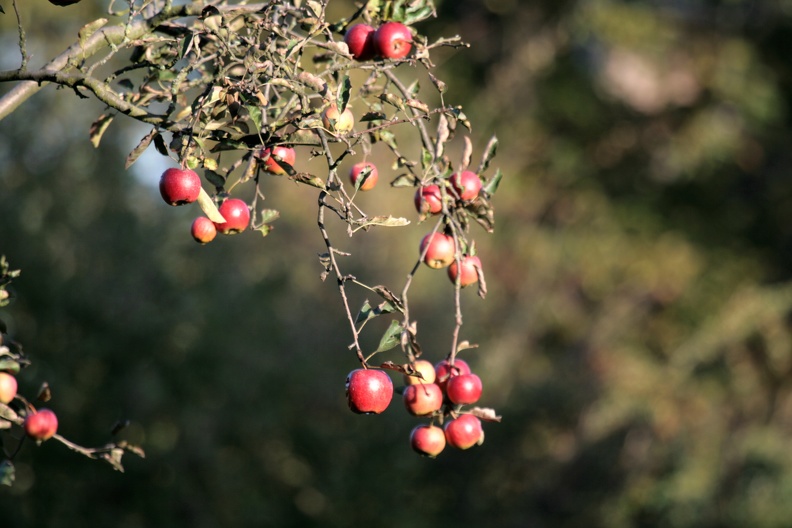 Äpfel am Baum