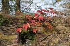 Farbige Herbstblätter