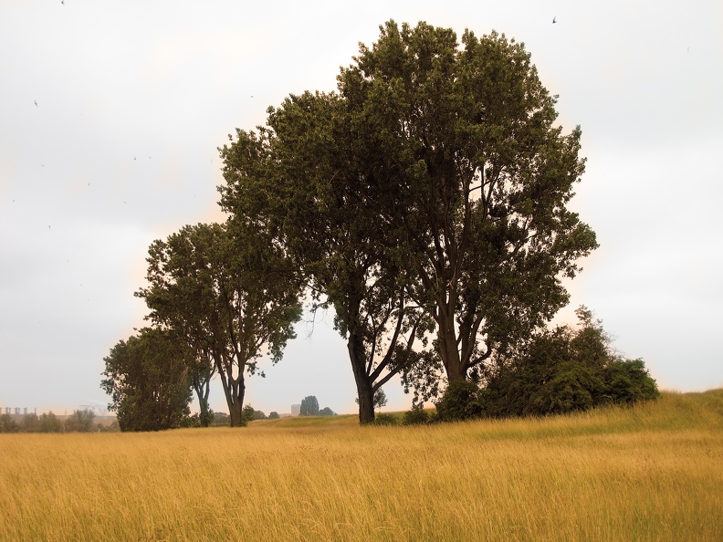 Bäume im Kornfeld