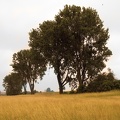 Bäume im Kornfeld