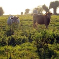 Kühe im Gegenlicht