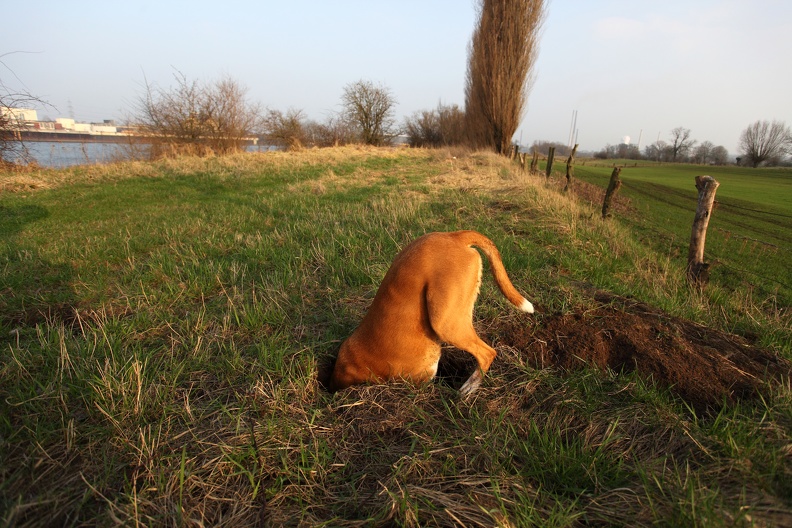 Lukka steckt im Feld