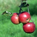 3 Äpfel