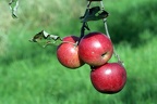 3 Äpfel