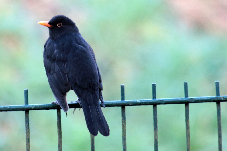 Amsel