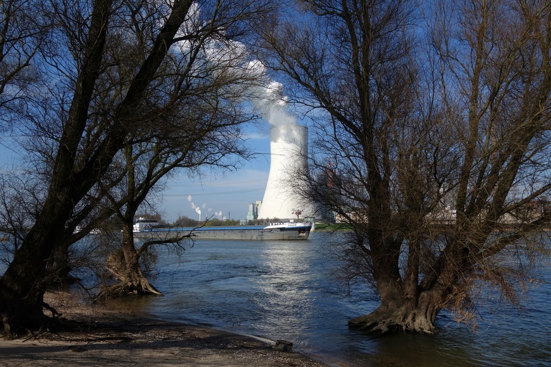 Bäume am Rhein