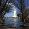 Bäume am Rhein