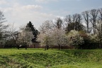Blühende Bäume