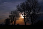 Baumreihe am Abend