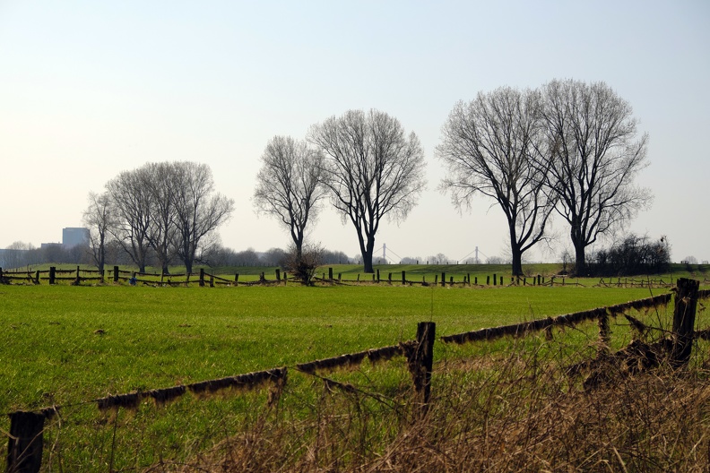 baumreihe_im_feld-509099807.jpg