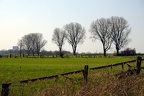 Baumreihe im Feld