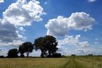 Baumreihe im Feld