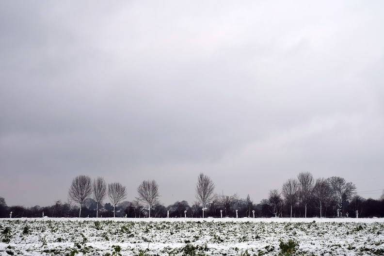 Durch den Schneefall sind die Bäume am Horizont deutlich zu sehen, weil der Kontrast durch schneebedeckte Baumstämme noch zugenommen hat. baumreihe_im_winter.jpg