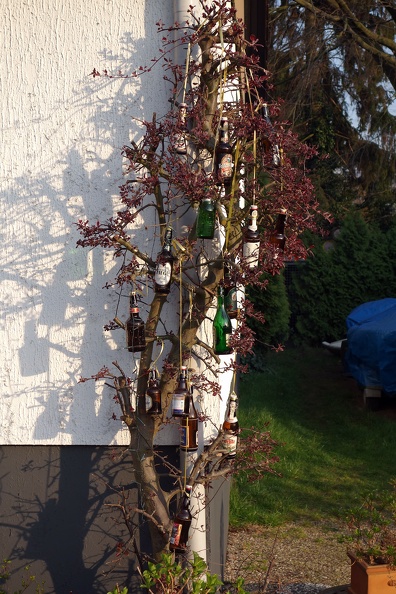 Bierbaum im Frühling
