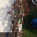 Bierbaum im Frühling