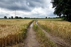 Binsheimer Feld Sommer 2016