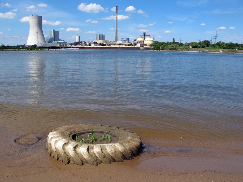 Oftmals erobert sich die Natur Bereiche zurück. Dieser Reifen am Rhein verhindert das der Sand zurückgespült wird. Auch gesunkene Schiffe lassen einzelne Arten im Meer überleben, weil die Netze sie nicht erwischen. biotop_0244.jpg