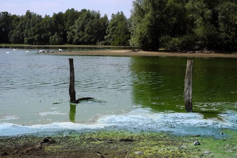 blaualgen_am_ufer.jpg