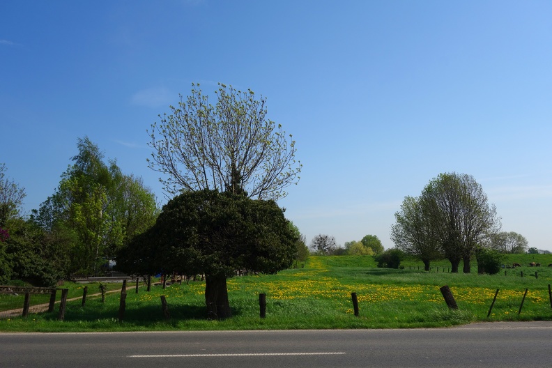 Der doppelte Baum 2