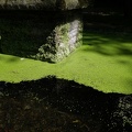 Der grüne Brunnen